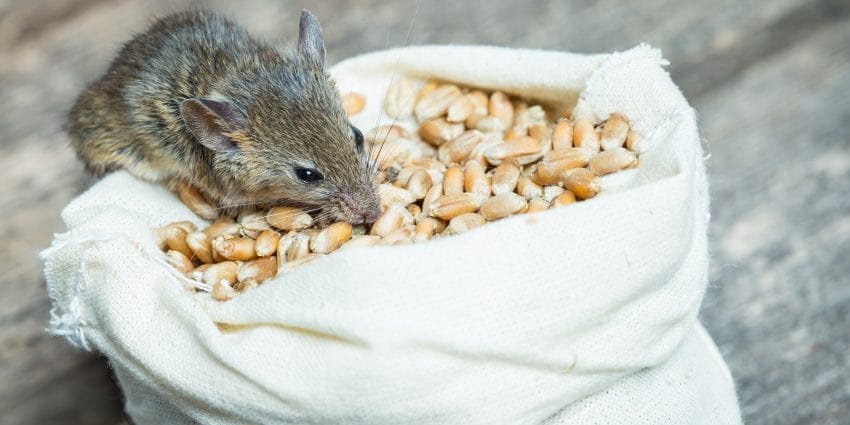 Son efectivos los ultrasonidos contra los ratones?